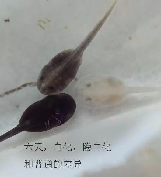 国产蝌蚪网,探索创新科技,引领未来生活新潮流